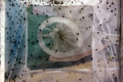 Fly 'net' enclosure with Sand flies