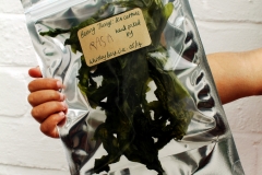 Sea Lettuce for trade & exchange