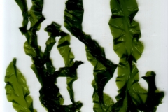 Sea lettuce - Ulva lactuca