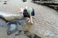 foraging Sea lettuce